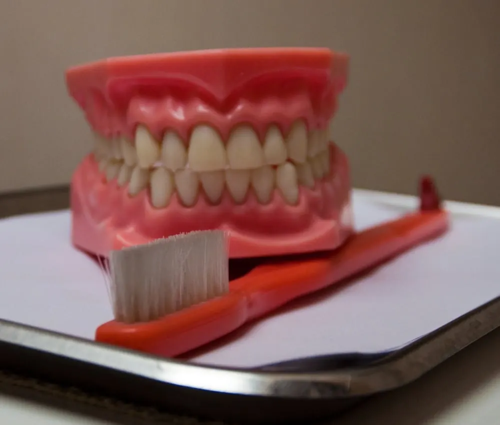 A model of a full set of dentures with a toothbrush, at North Shore Dental.